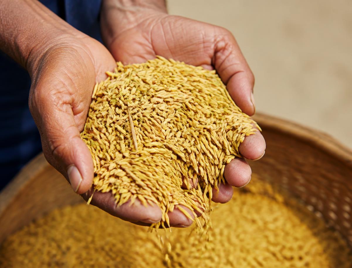 Freshly harvested golden paddy grains cupped in a farmer's weathered hands