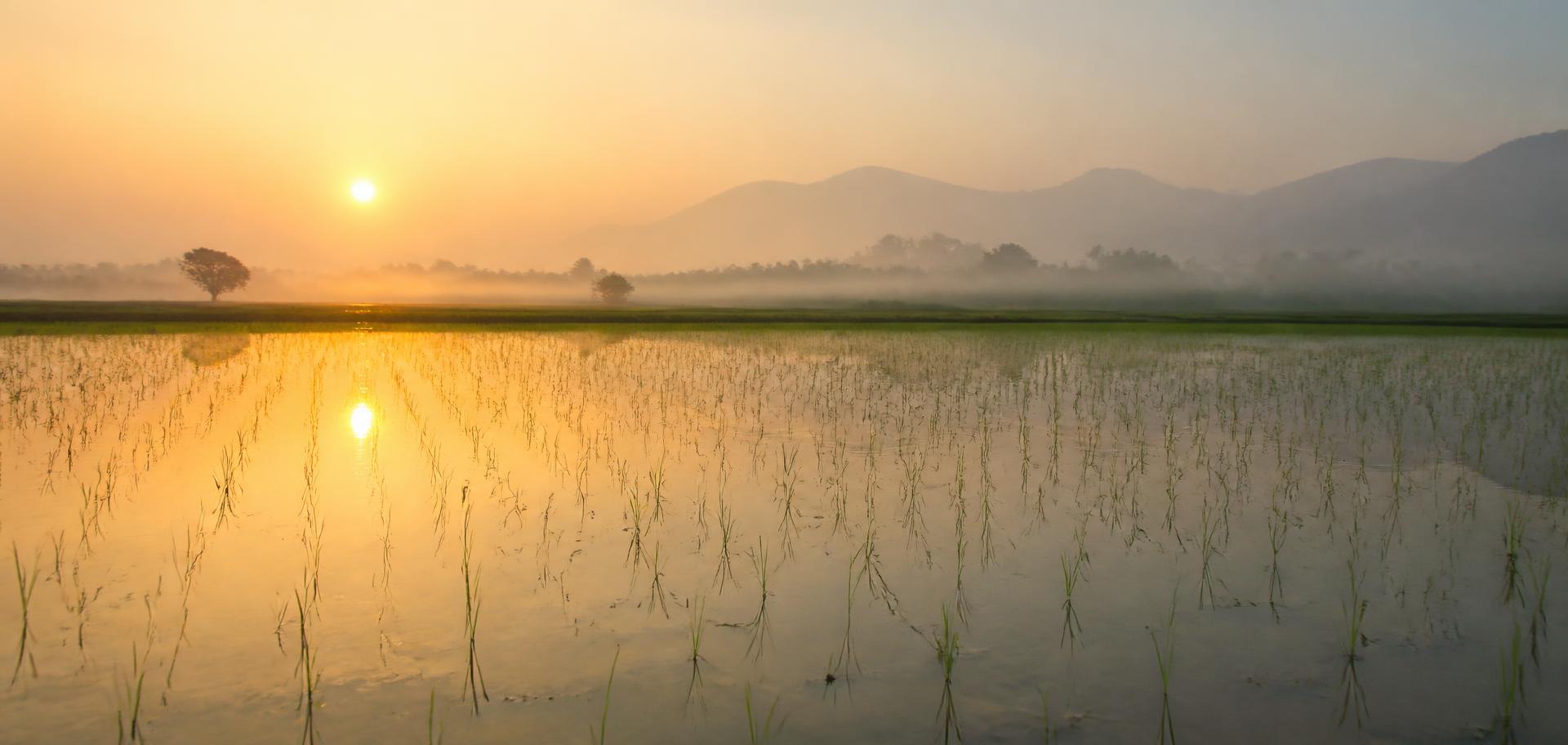 Young rice seedlings in a flooded paddy field at sunrise