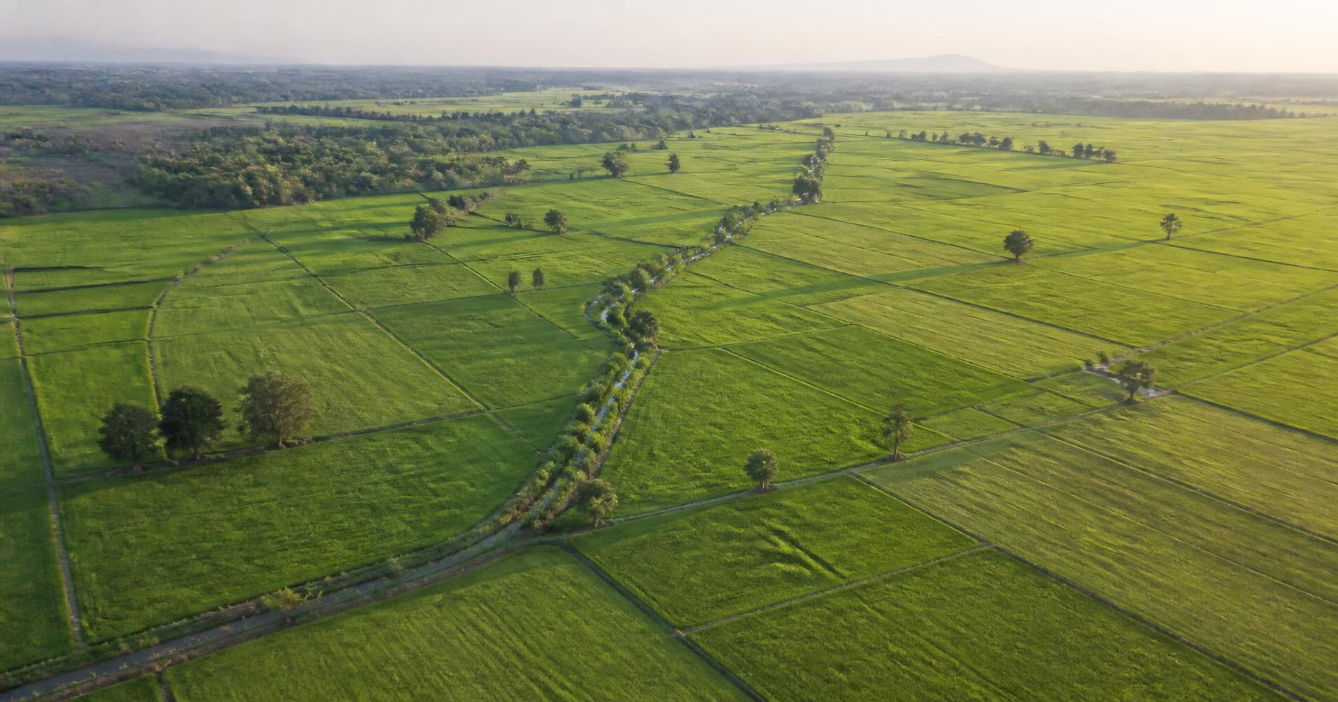 Aerial view of green Indian farmland divided into geometric paddy plots